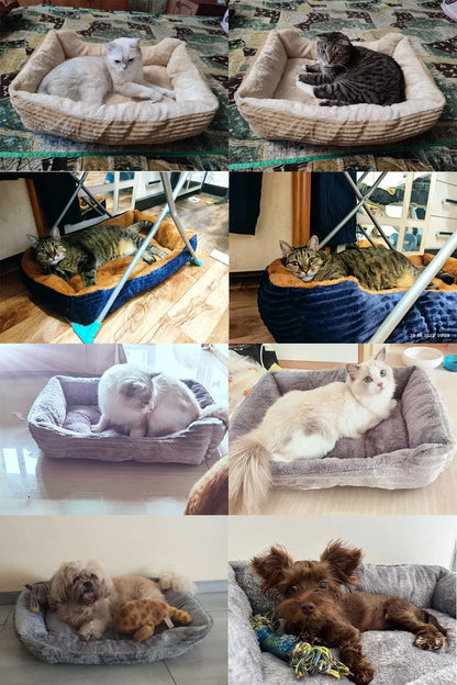 Collage of cats and dogs in various pet beds with different backgrounds.